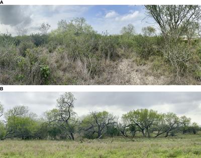 Playing “hide and seek” with Texas tortoises: value of a detector dog